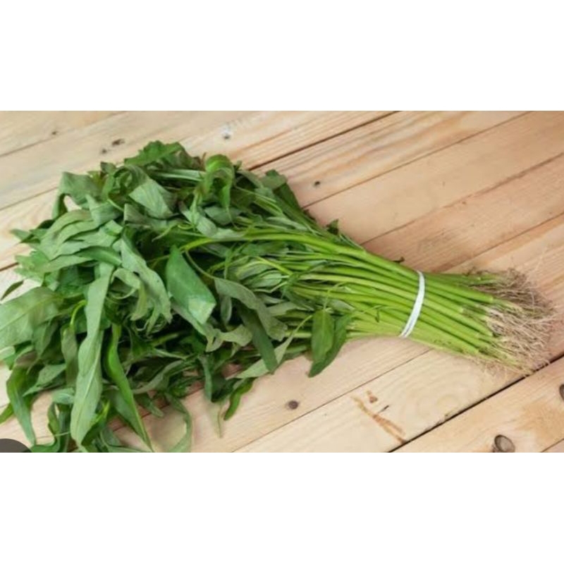 

KANGKUNG DARAT SEGAR PER IKAT MURAH