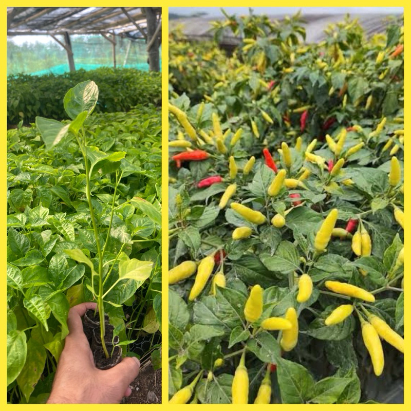 Bibit Cabe Rawit Siap Tanam
