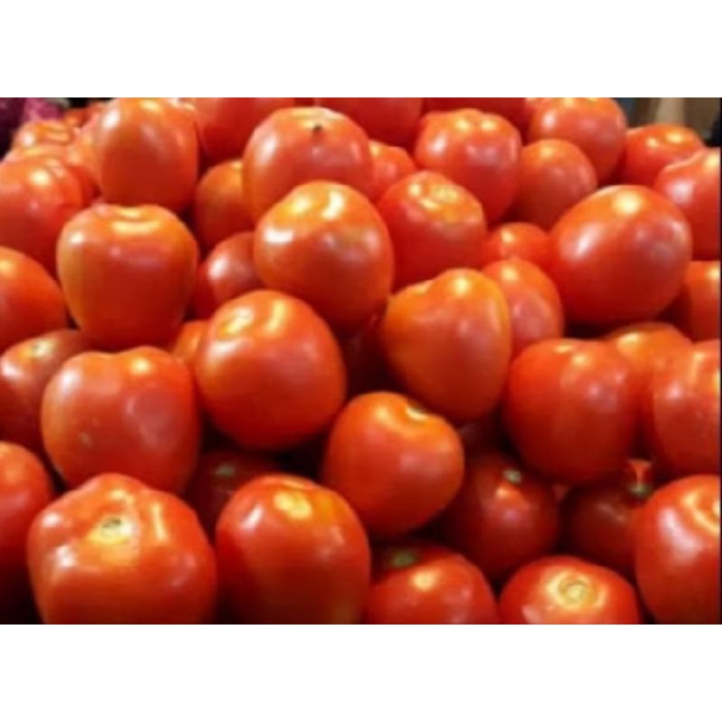 

tomat merah besar 10000 1/2kg - 20000 1kg