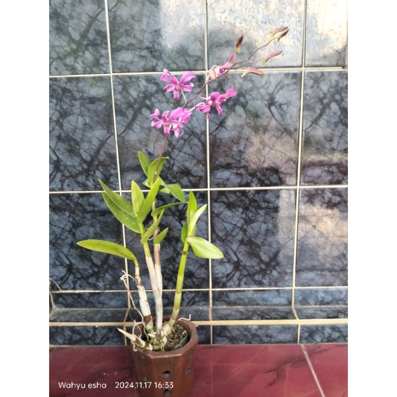 ANGGREK DENDROBIUM TWIST BLUE X LINIALE