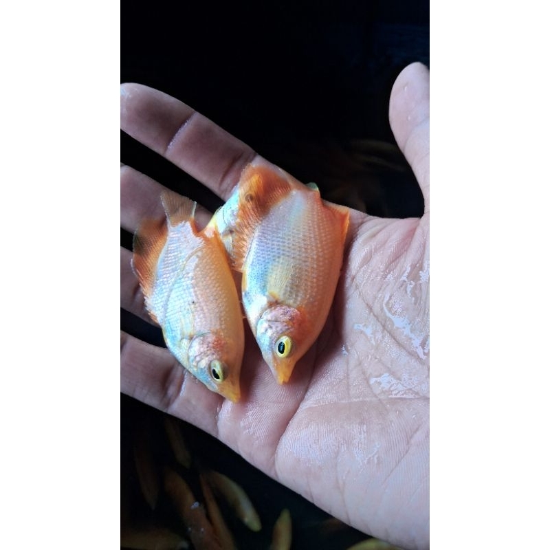 Bibit Ikan Gurame Padang/Albino Ngorek Kayu (paketan isi 10 ekor ) Kwalitas