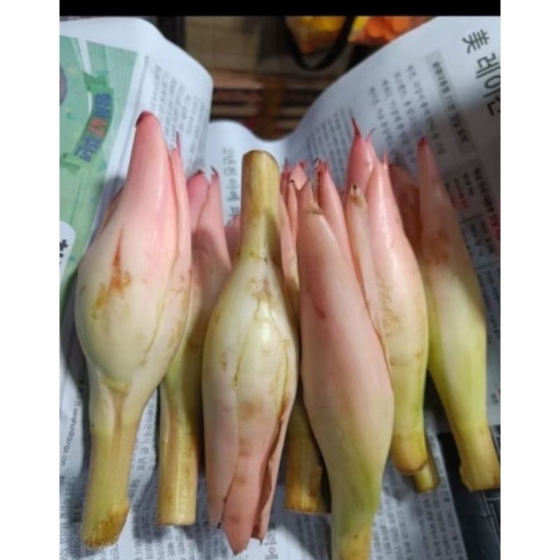 

kecombrang / honje / kembang rias kincong kencong segar 1kg