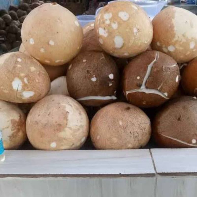 

Kelapa tua sudah di kupas dan utuh untuk santan