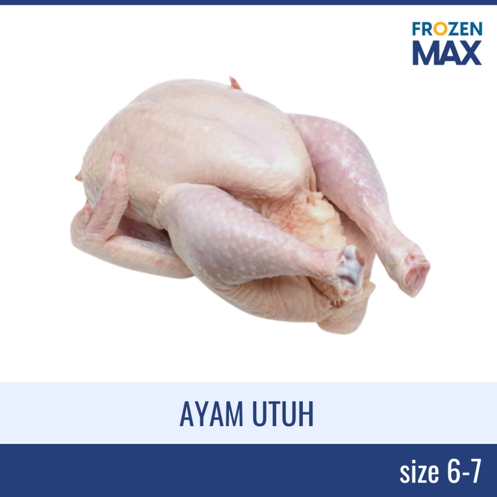 

Ayam Broiler Kecil Utuh | Ayam Muda | Ayam Penyet | Ayam Broiler Utuh Per Ekor