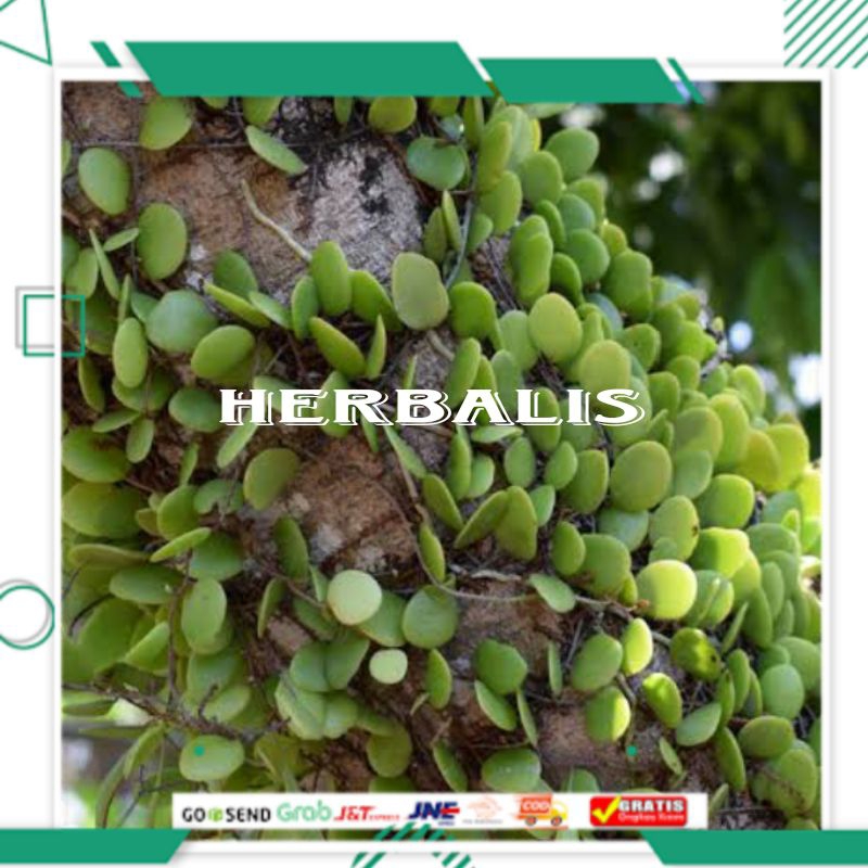 

Daun sisik naga segar 100gr