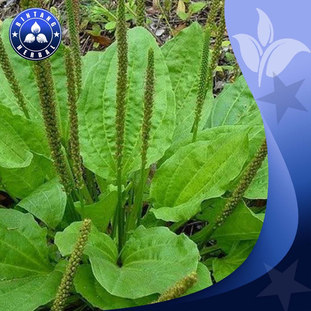 

DAUN SEDOK ATAU KI URAT /100 GRM - BINTNG HERBAL