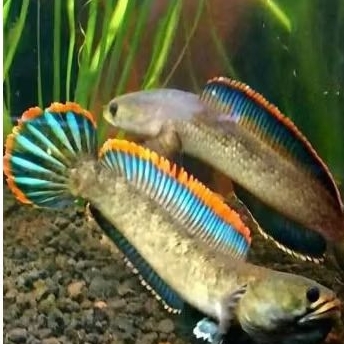 (Cod) Limbata Rim Merah merona 10-20cm hiasan aquarium
