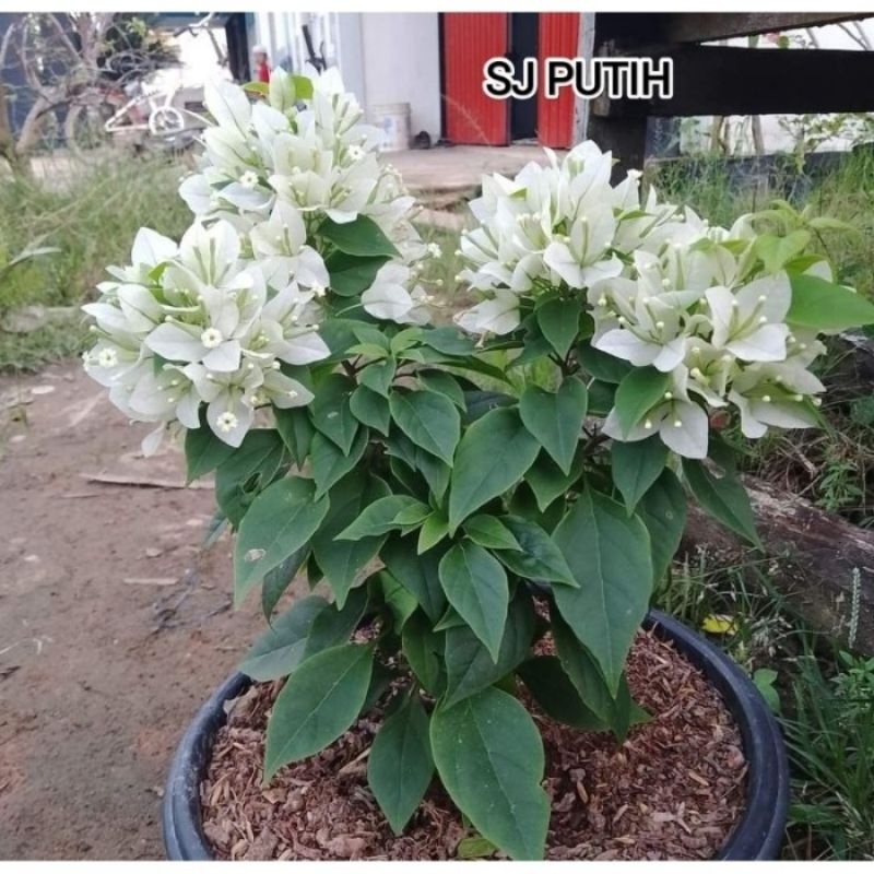 Tanaman Hias Bougenville Import  Sj Putih (Ori)