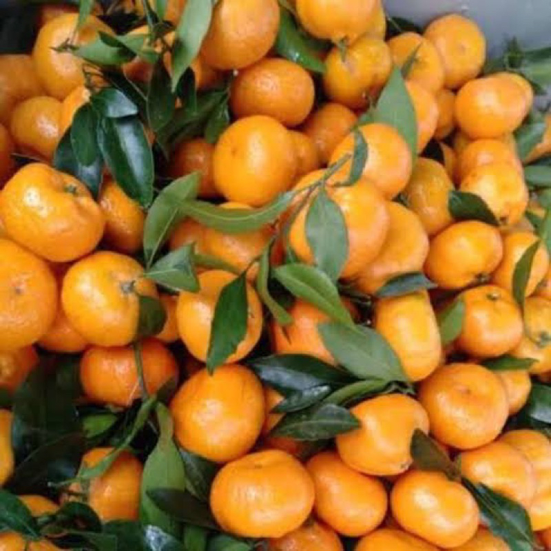 

Bibit tanaman jeruk santang madu kondisi berbuah