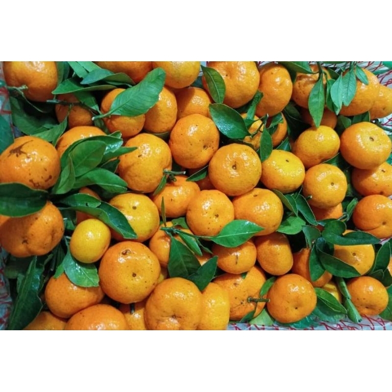 

Jeruk Santang Manis 1kg