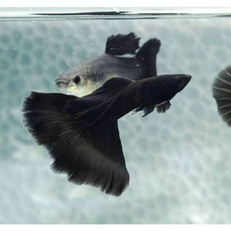 ikan Guppy( Black Moscow, ( Grade A )size Juve, indukan