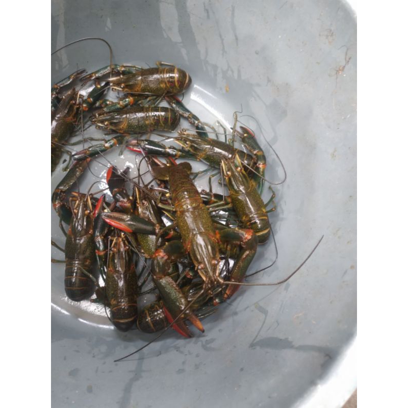 Indukan Lobster Air Tawar 4"