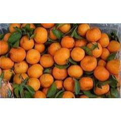 

Jeruk santang daun kemasan 1kg