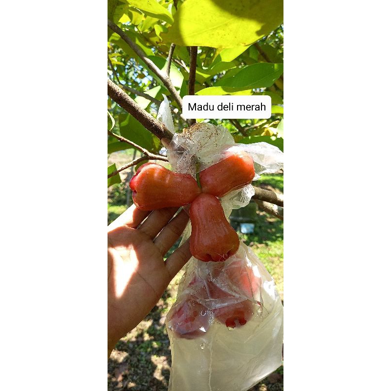Bibit cangkok jambu air madu deli merah ori