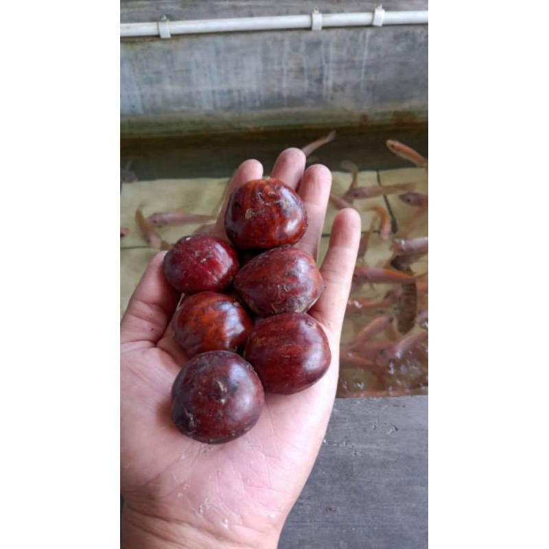 

jengkol