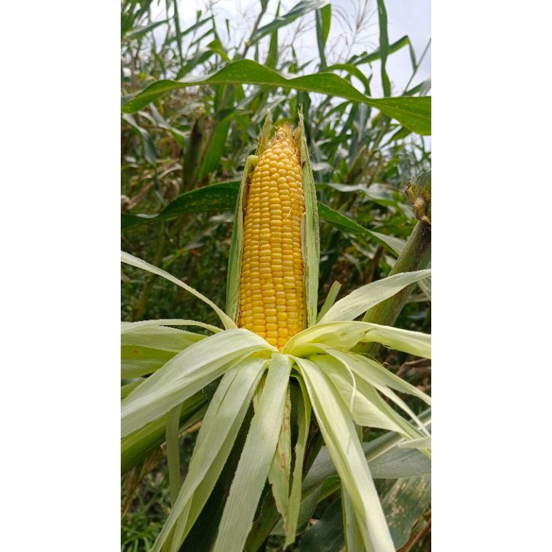 

Jagung Manis