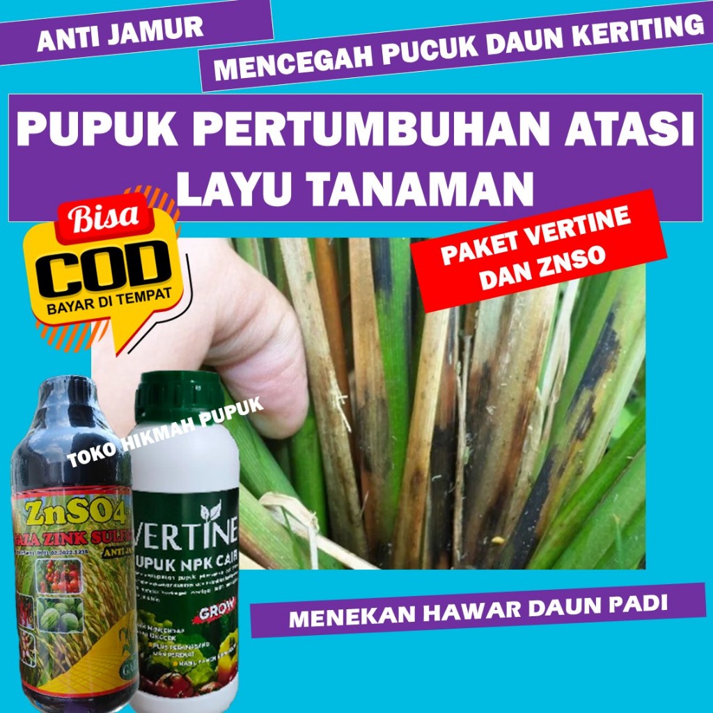 PROMO VERTINE DAN ZNSO Pupuk Padi Melebatkan Padi Membesarkan Buah Padi anti Padi Kerdil dan Daun Ku