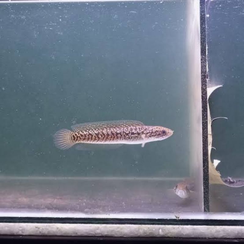 channa asiatica rsp kalimaya 5-6cm good quality