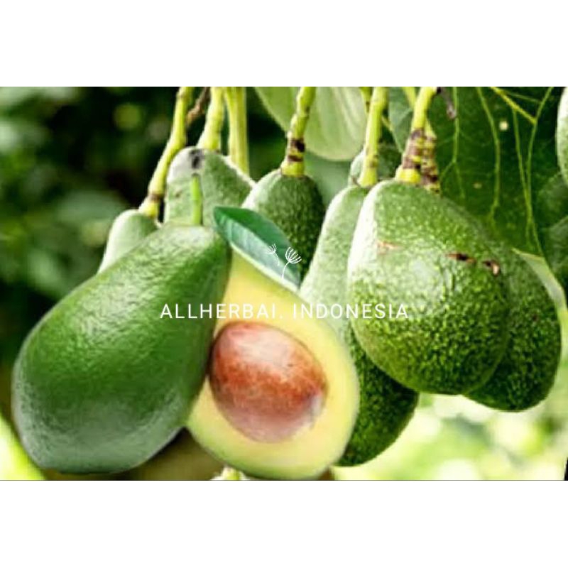 

Buah alpukat mentega 1 kg