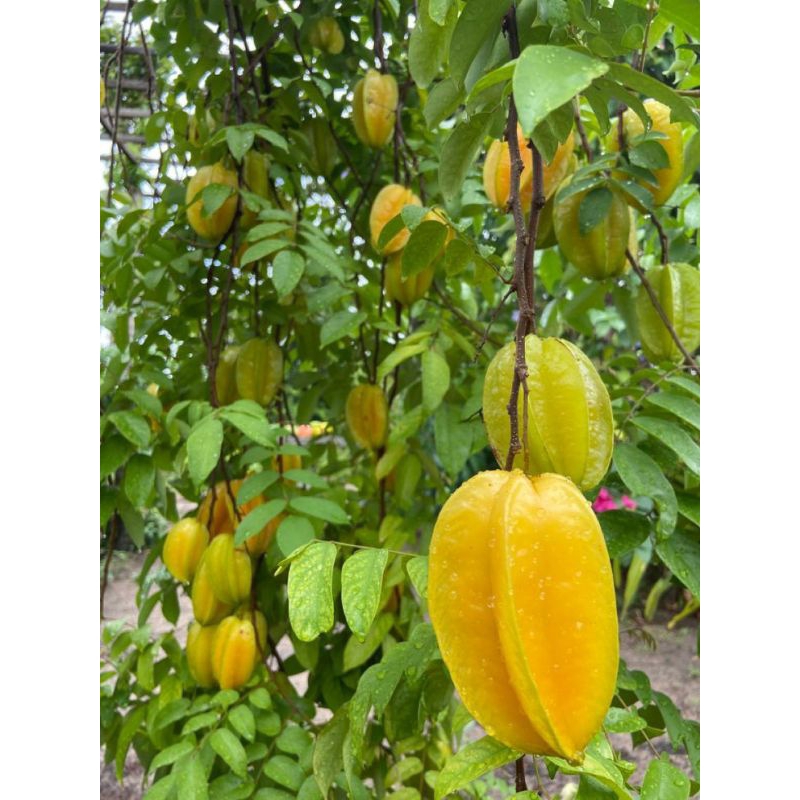 Bibit Buah Unggulan Belimbing Madu Jumbo Demak Rasa Buah Manis Segar Asal Okulasi Cepat Berbuah Coco