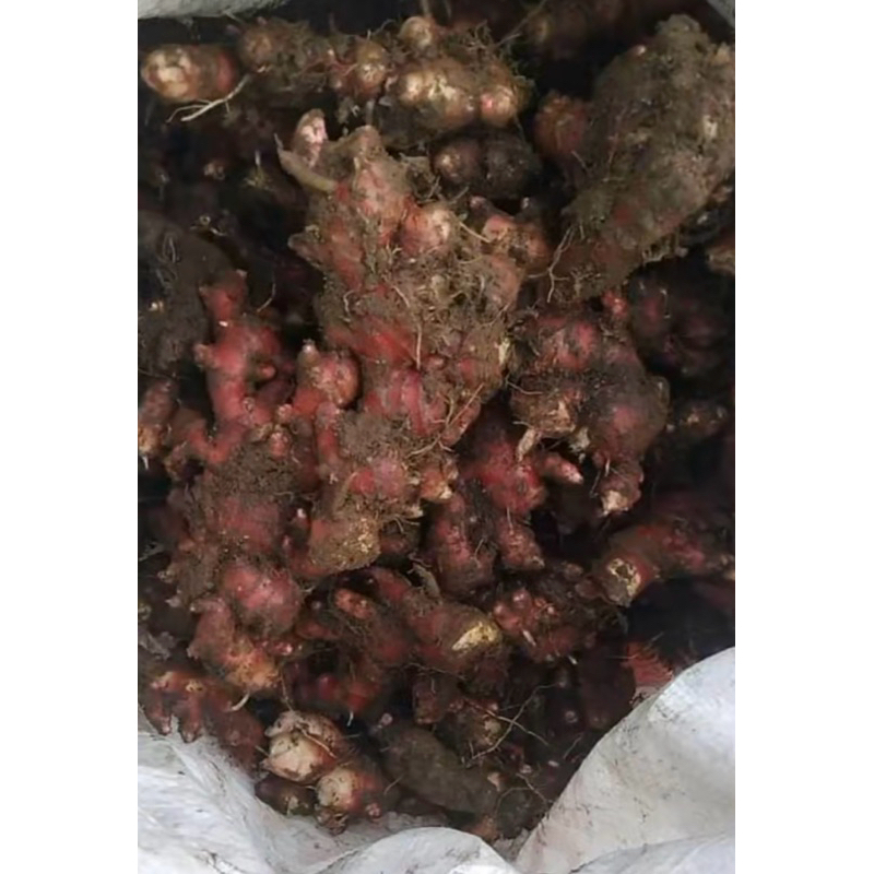 

Jahe Merah / Tipakan Merah (250gr/500gr)