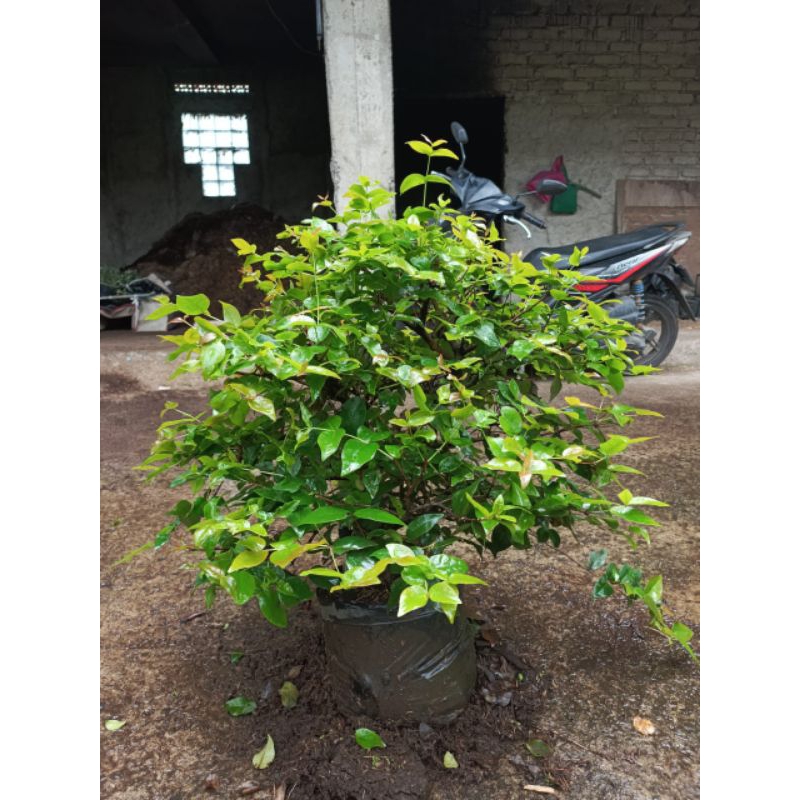 POHON DEWANDARU CEREMAI BELANDA SUDAH BESAR BONSAI ATAU TAMAN BATANG DAN RANTING BESAR SIAP BERBUAH 