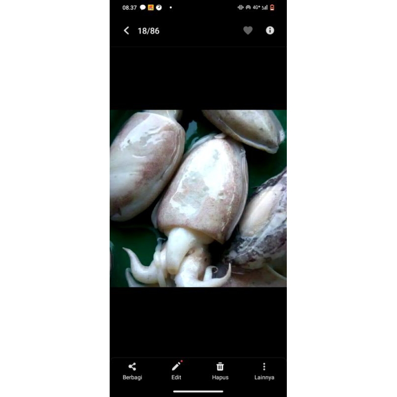 

balakutak/cumi sotong