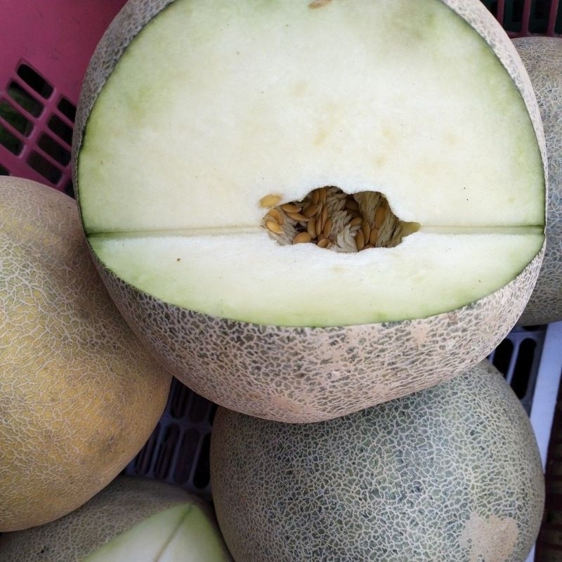 

MELON HIJOU manis