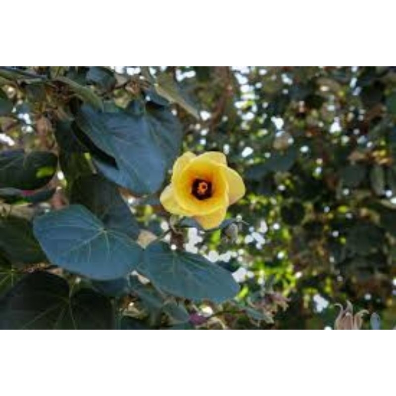 

daun waru fres/segar paket 250 gr