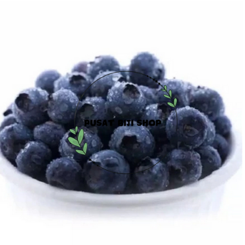 

Biji Bluberi Blueberry Seeds Benih Import Bluberry Anggur Mini Ungu Isi 10 PCS Siap Semai