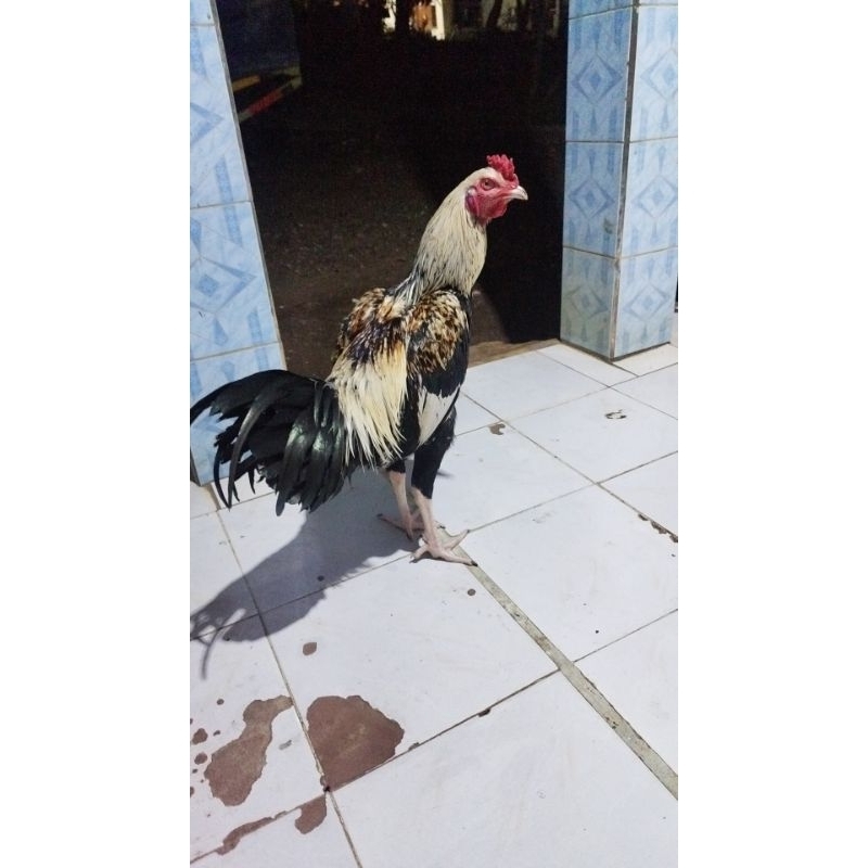 BIANGAN DARA AYAM TRAH JUARA@ MANGON ORI