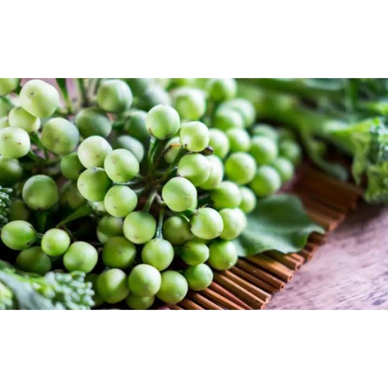 

Rimbang/rempah/lalapan/buah rimbang/buah lalapan