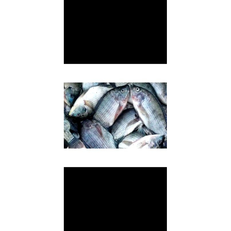 

ikan mujair