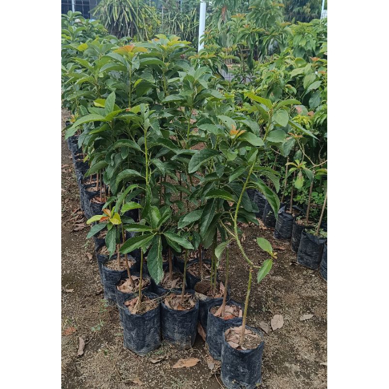 Bibit Alpukat Miki Tinggi 1 Meter