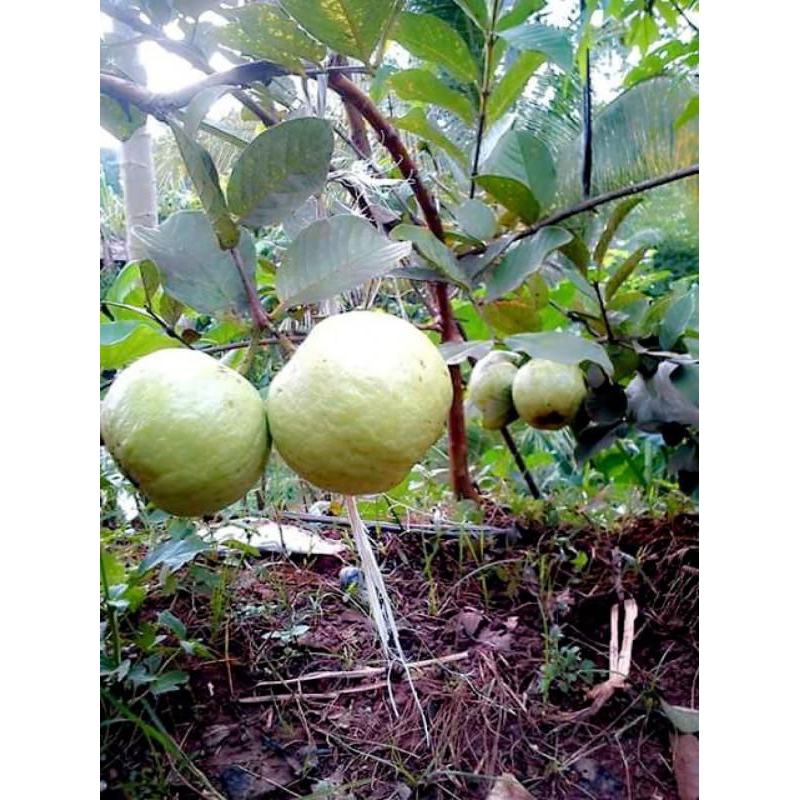 

Buah Murah 2 kg Jambu Kristal