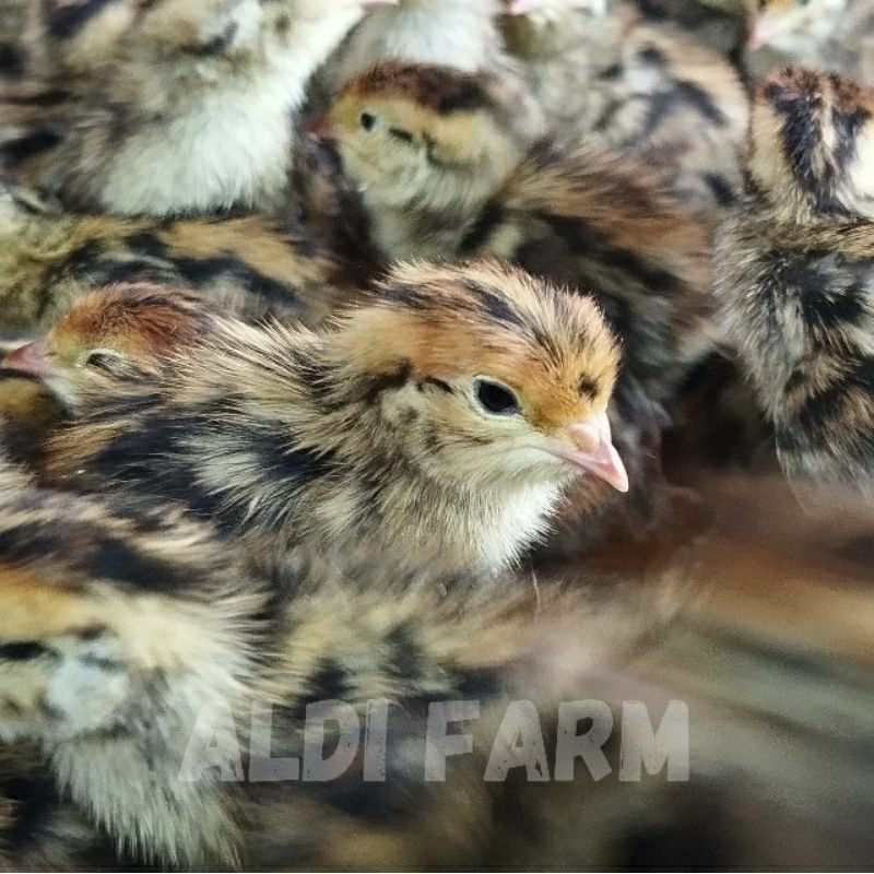 DOQ PUYUH JANTAN / ANAK BURUNG PUYUH/ BIBIT PUYUH / PAKAN ELANG