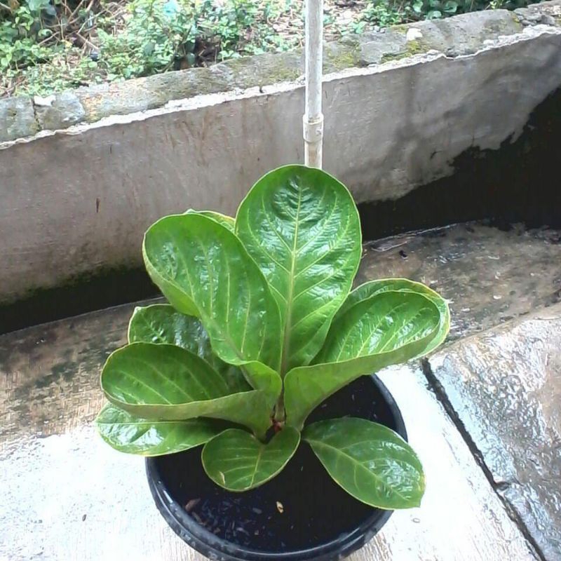 Tanaman hias Anthurium Jemani mangkok dewasa