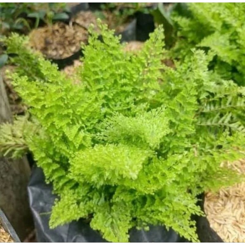 Tanaman gantung pakis embun - pakis embun bunga pakis terlaris