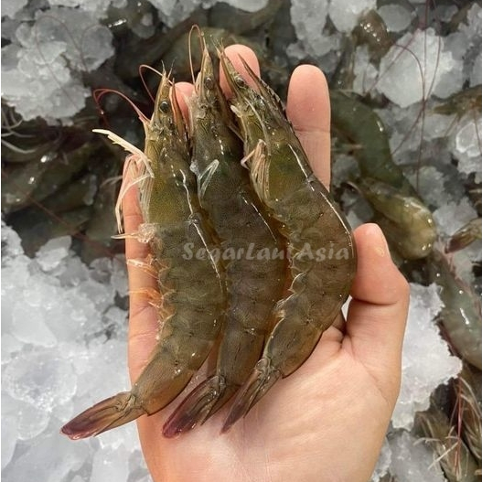 

Udang Vaname Segar Udang Vaname Utuh 50-60Ekor Seafood Udang Segar 1Kg