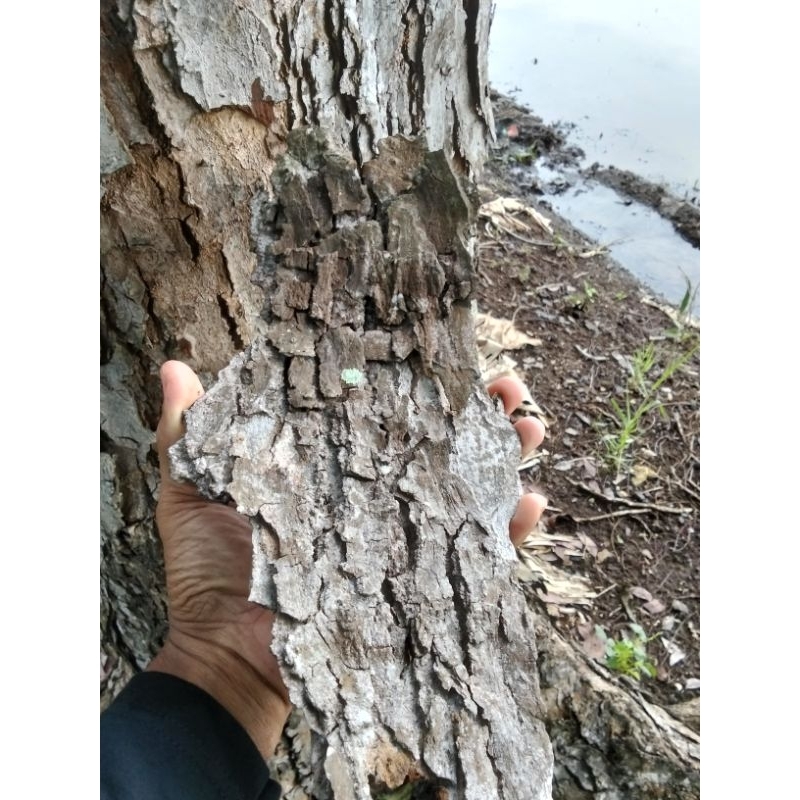 

kulit pohon mahoni 500 gram