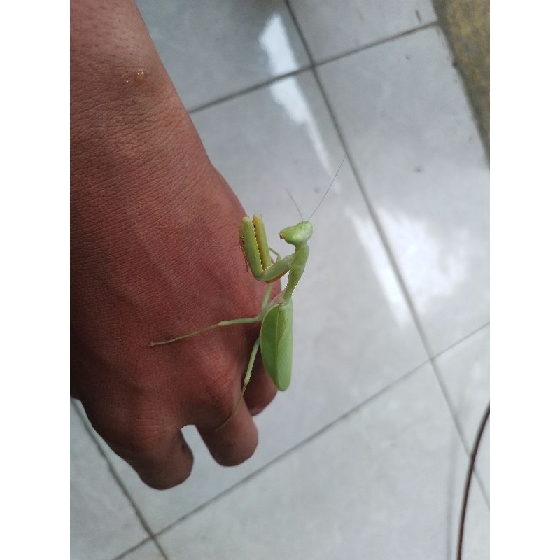 Praying Mantis / belalang sembah