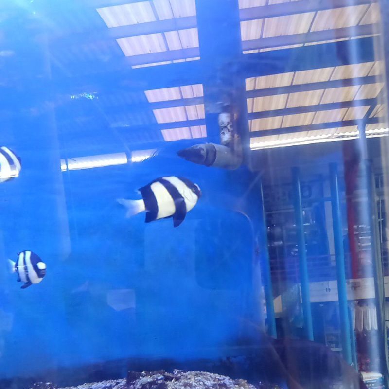 Ikan Laut Betok Zebra Ekor Putih