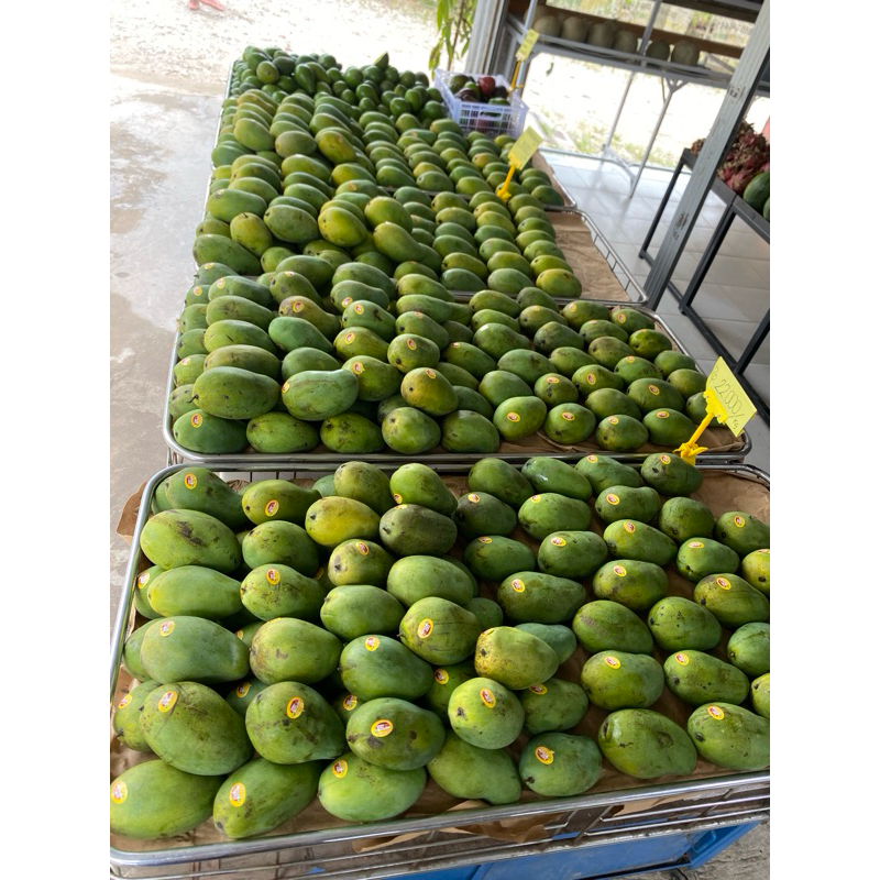 

Mangga Alpukat curah