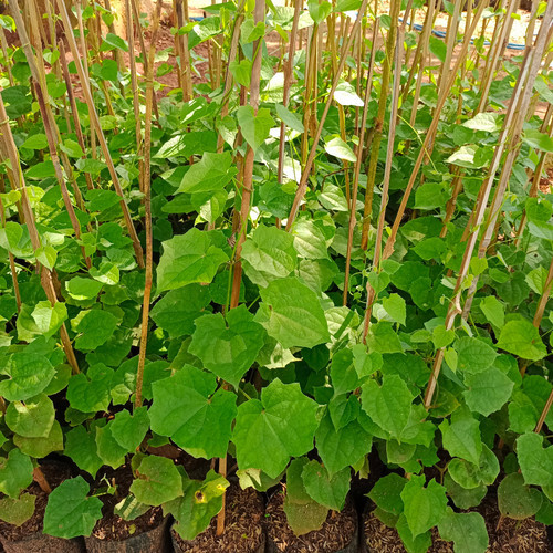 tanaman hias thunbergia biru / thunbergia putih / thunbergia ungu / Thunbergia grandiflora