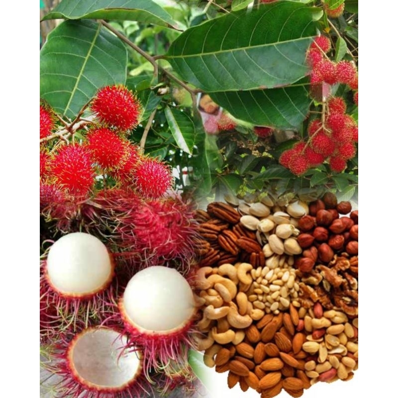 

bibit rambutan