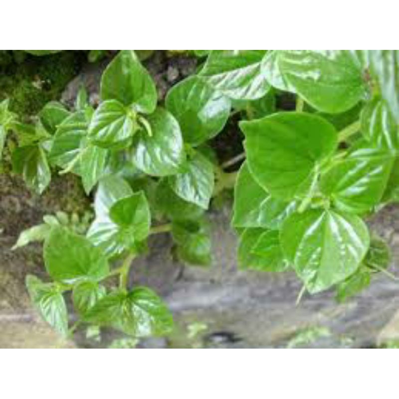 

daun sirih cina segar 500 grm