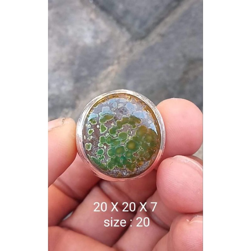 Pirus Persia borongan 5 pcs persia ajib