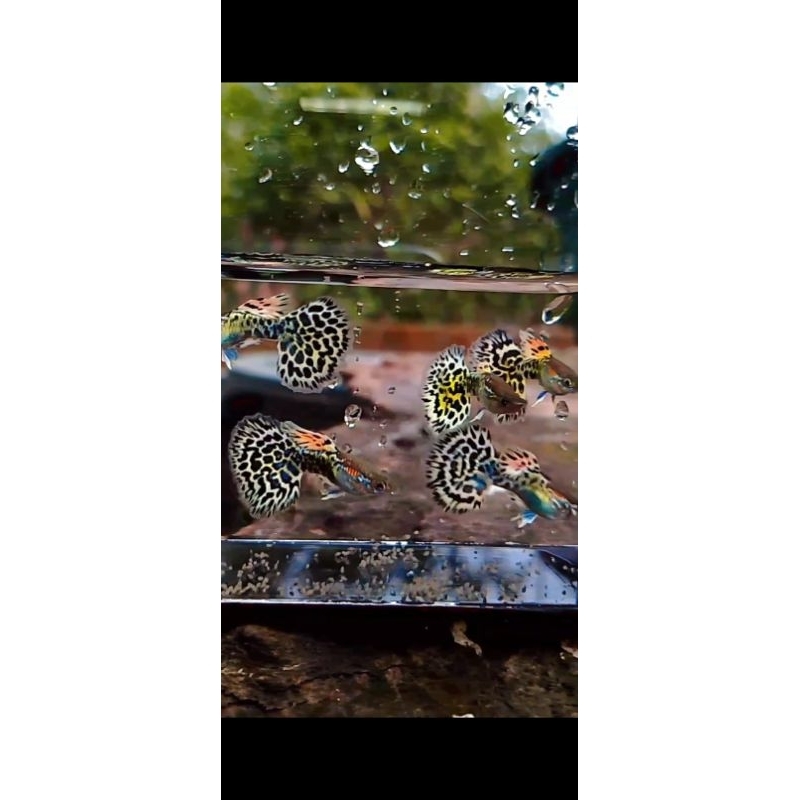 

Hiasan aquarium ( guppy leopard SEPASANG) guppy sultan
