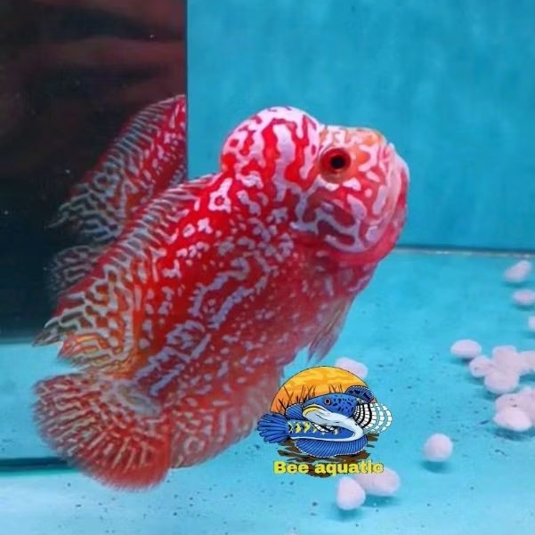 Hiasan akuarium louhan kamfa red king v2 perlengkapan aquarium import