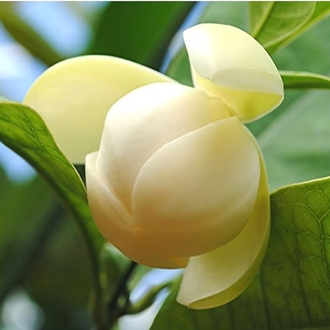 tanaman bunga cempaka telur / cempaka gondok putih